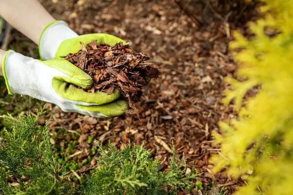 mulching-garden-beds mulching-garden-beds