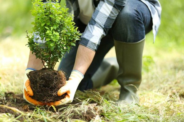 planting-tree-1024×683 planting-tree-1024x683